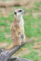 Image showing Meerkat (Suricata suricatta) 