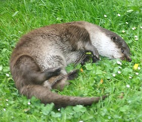 Image showing Otter 