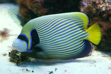 Image showing emperor angelfish