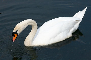 Image showing Mute Swan (Cygnus olor)