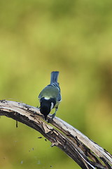 Image showing great tit (Parus major)