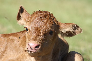 Image showing brown calf 