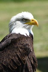 Image showing bald eagle (Haliaeetus leucocephalus) 