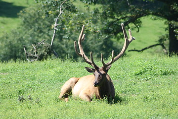 Image showing bull elk (Cervus canadensis)