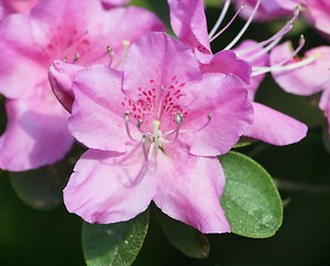 Image showing rhododendron (Rhododendron) 