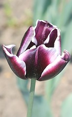 Image showing  purple flowering tulip 