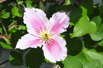 Image showing clematis (Clematis) 