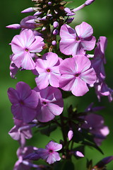 Image showing Phlox (Phlox) 