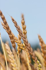 Image showing Wheat ears 