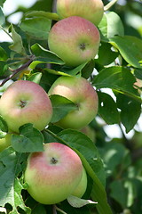 Image showing apples