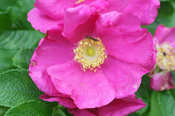 Image showing pink flower