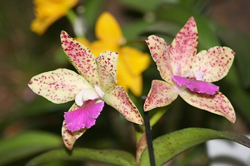 Image showing orchids bloom 