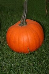 Image showing pumpkin (Cucurbita) 