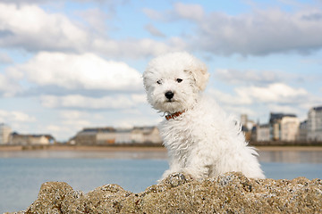 Image showing Puppy on the rocks