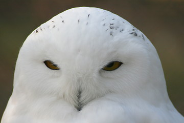 Image showing snowy owl (Nyctea scandiaca) 