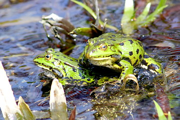 Image showing two  water frogs 