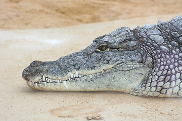 Image showing crocodile 