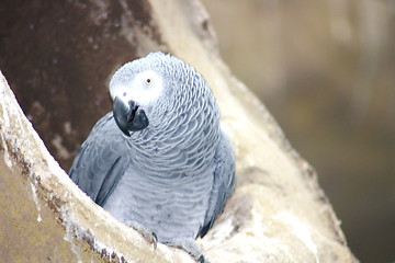 Image showing gray parrot