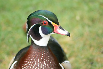 Image showing  Wood Duck (Aix sponsa) 