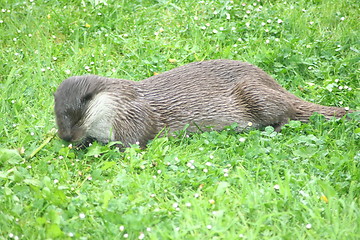 Image showing  otter 