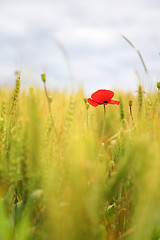 Image showing Poppy in the wheatfield