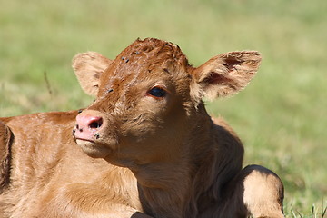 Image showing  brown calf 