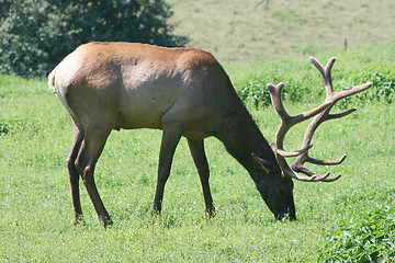 Image showing bull elk (Cervus canadensis) 