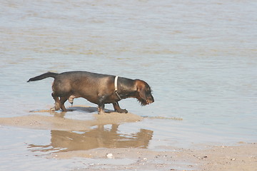 Image showing dachshund