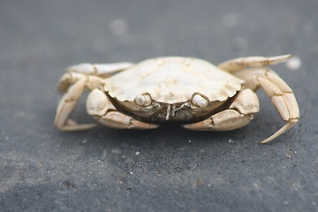 Image showing  beach crab (Carcinus maenas)