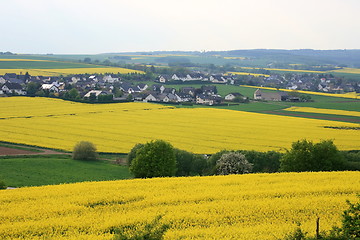 Image showing  canola field