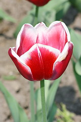 Image showing tulip 