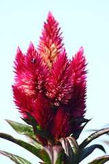 Image showing red flower