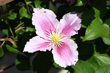 Image showing clematis (Clematis) 