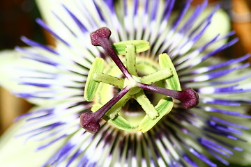 Image showing  passion flower (Passiflora caerulea) 