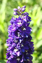 Image showing blue-flowered larkspur (Delphinium) 