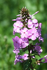 Image showing Phlox (Phlox) 