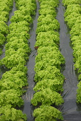 Image showing Lollo bionda Lollo or green (Lactuca sativa var crispa)