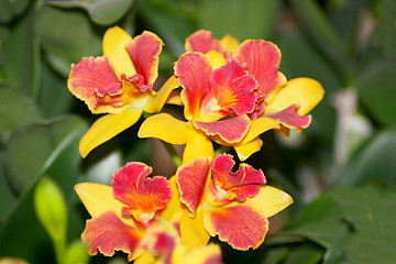 Image showing orchids bloom 