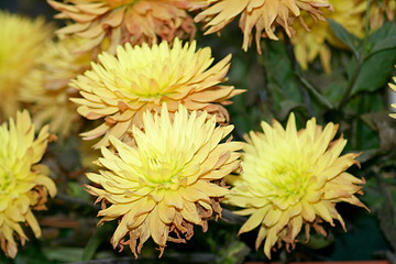 Image showing yellow flowers blooming 