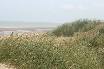 Image showing dune,