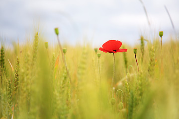 Image showing Poppy in the wheatfield