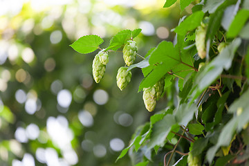 Image showing Blooming hops on the bush, close up.