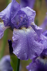 Image showing Iris flower bloom after rain close up