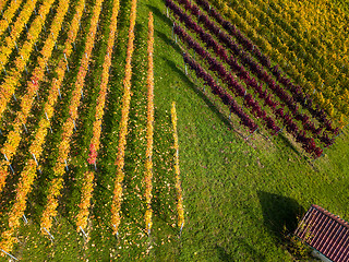 Image showing Vineyards in fall colors near Stuttgart, Germany