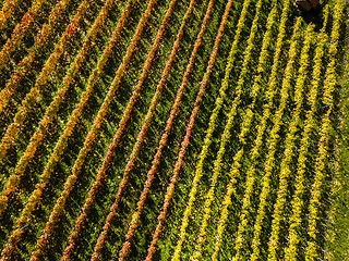 Image showing Vineyards in fall colors near Stuttgart, Germany