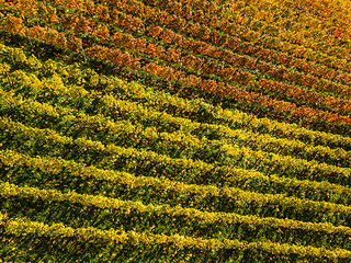 Image showing Vineyards in fall colors near Stuttgart, Germany