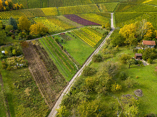 Image showing Garden plots with vegetables fields and vineyards