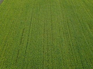 Image showing Drone flight over a field of rapeseed