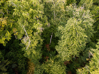 Image showing aerial view on a forest in Germany