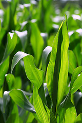 Image showing Growing corn